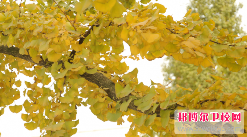 貴州2023年男生讀衛校學(xué)什么好