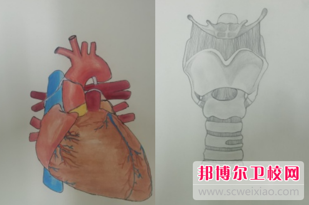 陜西2024年什么護理學(xué)校最好